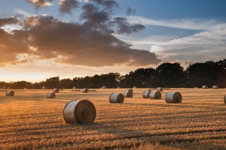 Hay & Straw