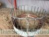 Sheep round feeder