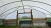 McGregor poly tunnel W - 30ft, L - 55ft, H - 13ft approx BUYER TO DISMANTLE - 6