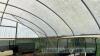 McGregor poly tunnel W - 30ft, L - 55ft, H - 13ft approx BUYER TO DISMANTLE - 7