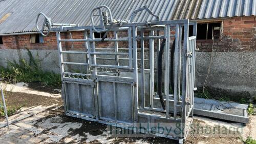 Galvanised cattle crush