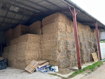 Take 100 Krone (120 x 90 x 230) bales 2023 Meadow Hay